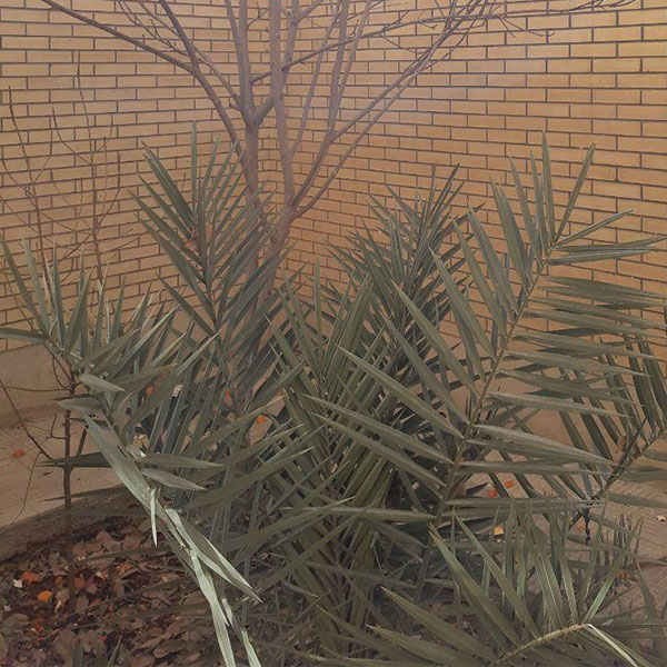 بلوار شفق