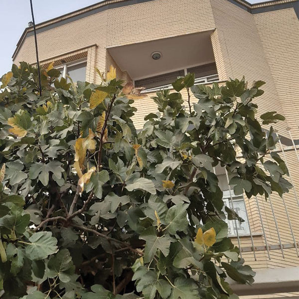 خیابان نشاط